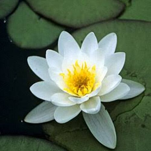 white lily 2 white lily 2