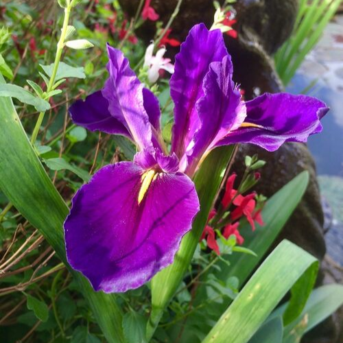 iris purple