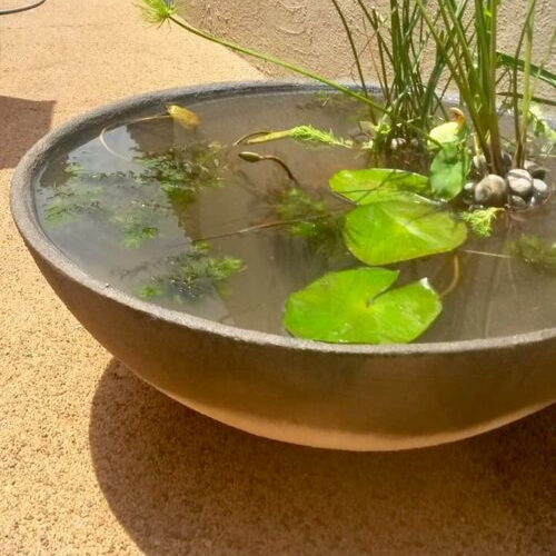 mini pond garden