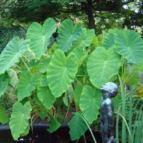 elephant ears