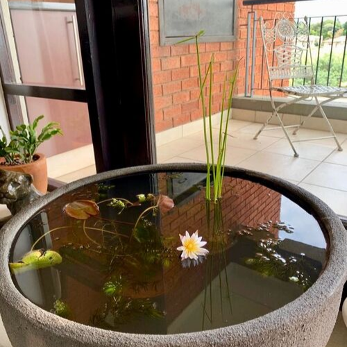 mini pond garden 2