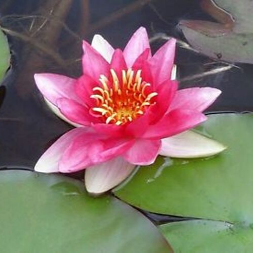 pink lily 2 pink lily 2