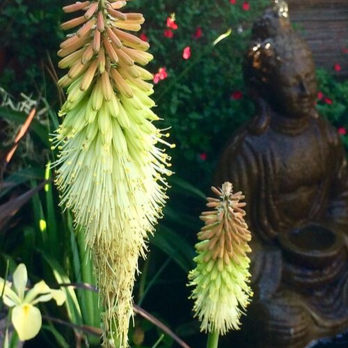 aquatic red hot poker