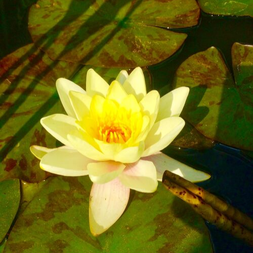 Yellow lily 3 Yellow lily 3