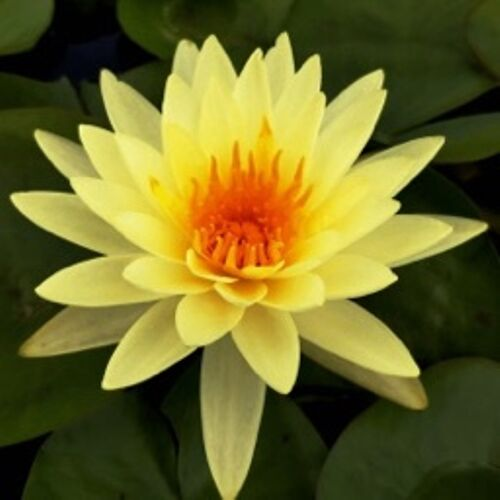 Yellow lily 4 Yellow lily 4