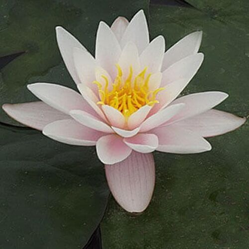 light pink lily light pink lily
