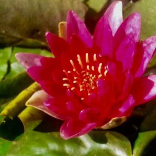 dark pink lily dark pink lily