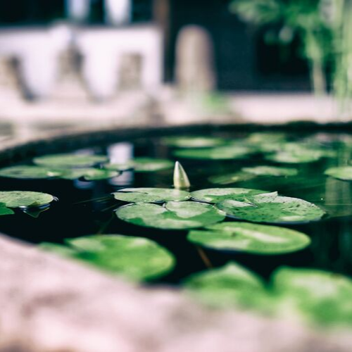 water Lilly icon