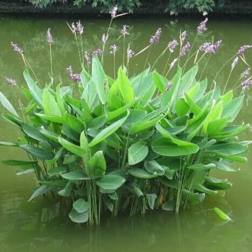 marsh plant