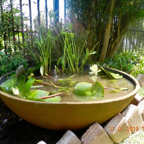 mini pond garden4