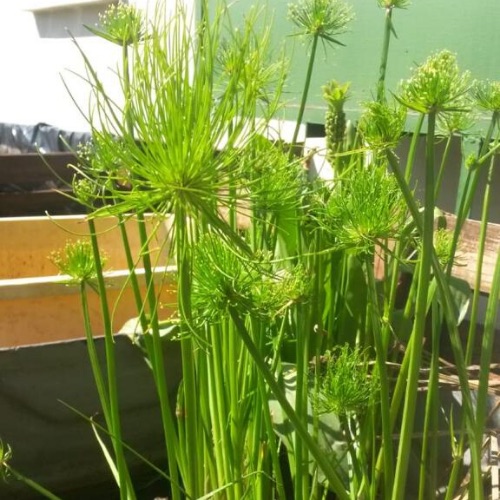 marsh plant2