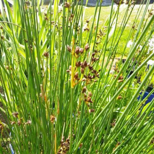 marsh plant3