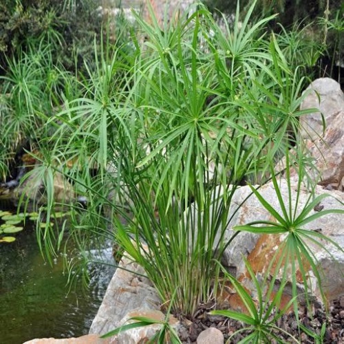 marsh plant4