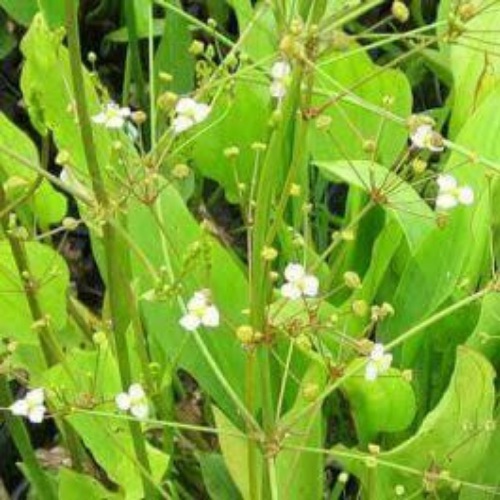 marsh plant5
