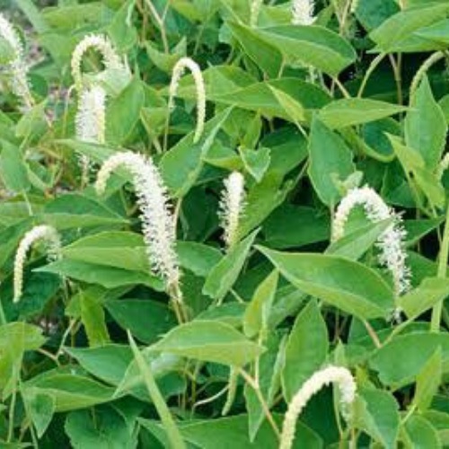 marsh plant6
