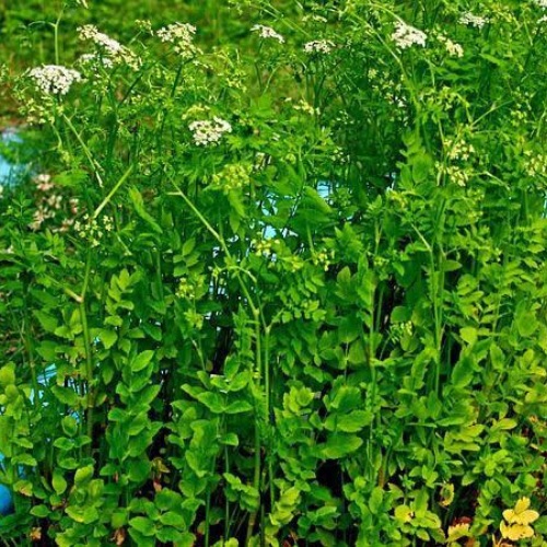 marsh plant7