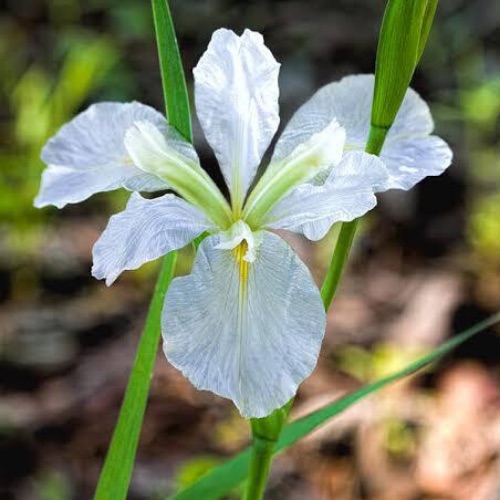 white iris