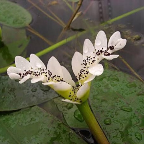 lily web pics lily web pics